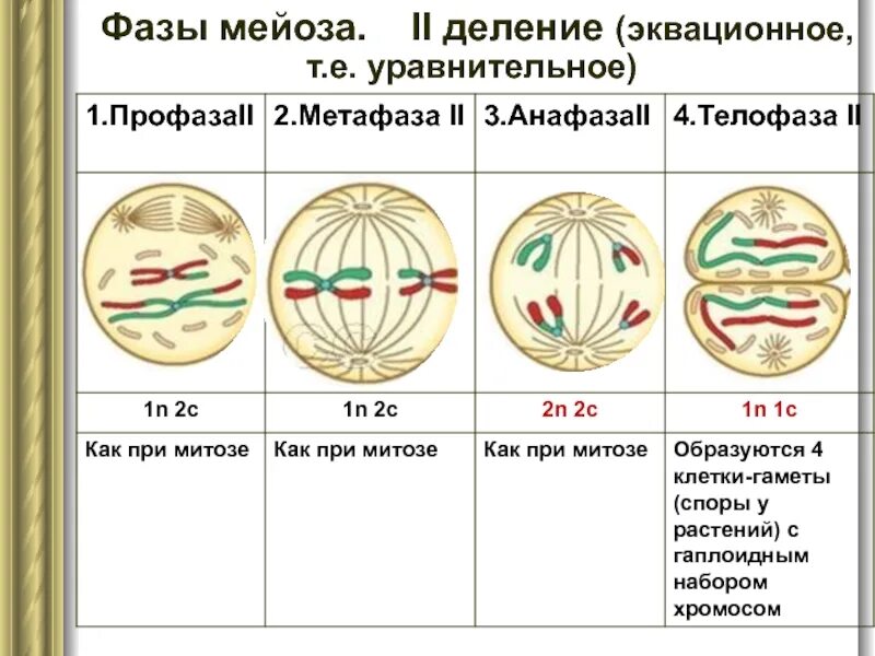 Профаза митоза сколько хромосом. Фазы мейоза метафаза 2. Фазы мейоза 1 и 2 таблица. Фазы мейоза 1 деление 2 деление. Стадии мейоза 2 деление.