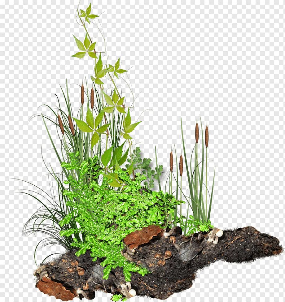 Pdf plant. Растения клипарт. Растения на прозрачном фоне. Водные растения на прозрачном фоне. Трава для фотошопа на прозрачном фоне.