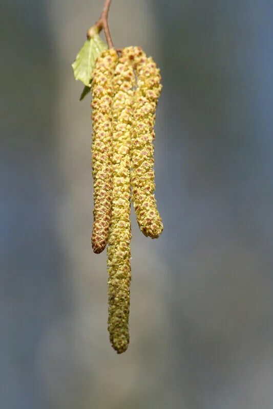 берёза повислаясемена. береза повислая листья. плоды березы. ольха повислая. плоды березы.