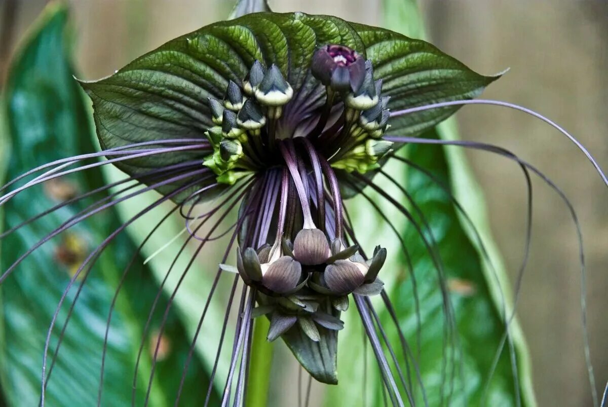 Такка Шантрье. Такка цельнолистная. Такка Шантрье цветок дьявола. Орхидея Такка. Загадочные растения