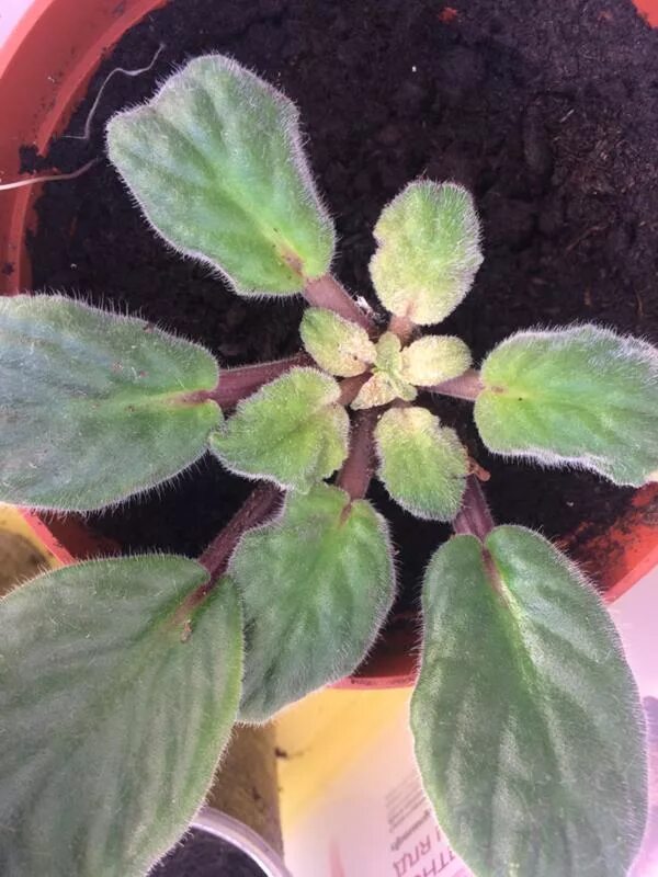 Бледно зеленый лист фиалки. Бурая гниль фиалки. Фиалка белеет почему. Сенполия болезни вредители. Лист фиалки, зараженный нематодой.