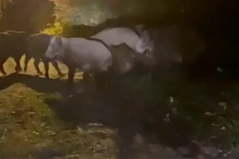 Я увлекся преследованием диких кабанов и заблудился