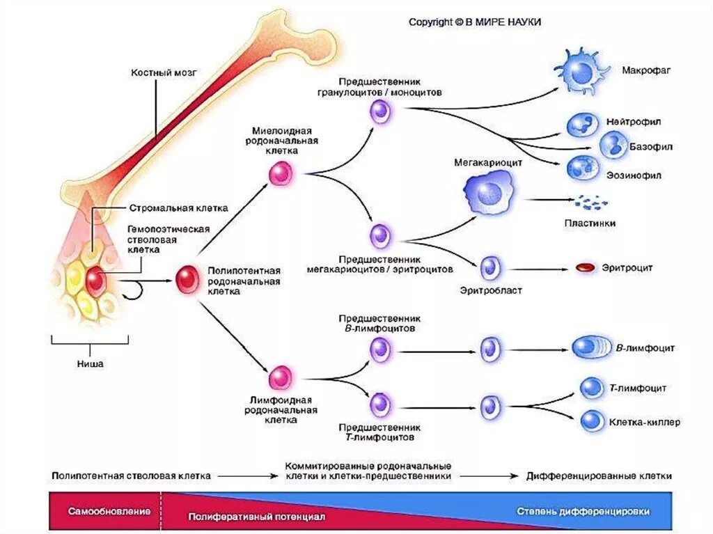Кровь дифференцировка. Гемопоэз лимфоцитов. Клетки предшественники гемопоэза. Дифференцировка стволовых клеток. Дифференцировка стволовых клеток костного мозга.