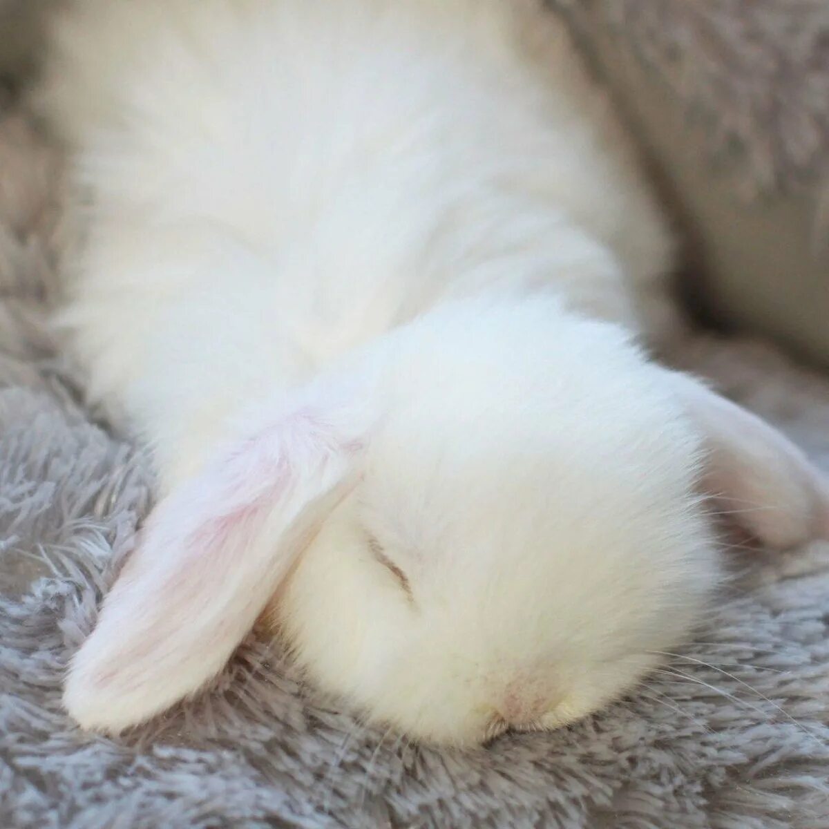 Спящий заяц. Белый кролик. Спящий Зайчонок.