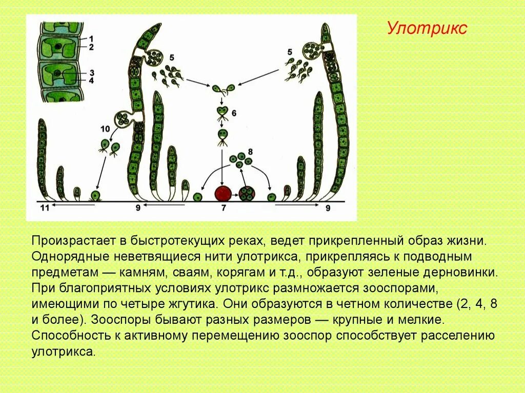 Многоклеточные зеленые водоросли улотрикс. Клетки нити улотрикса. Улотрикс пиреноид. Образ жизни улотрикса. Чем представлен гаметофит у улотрикса