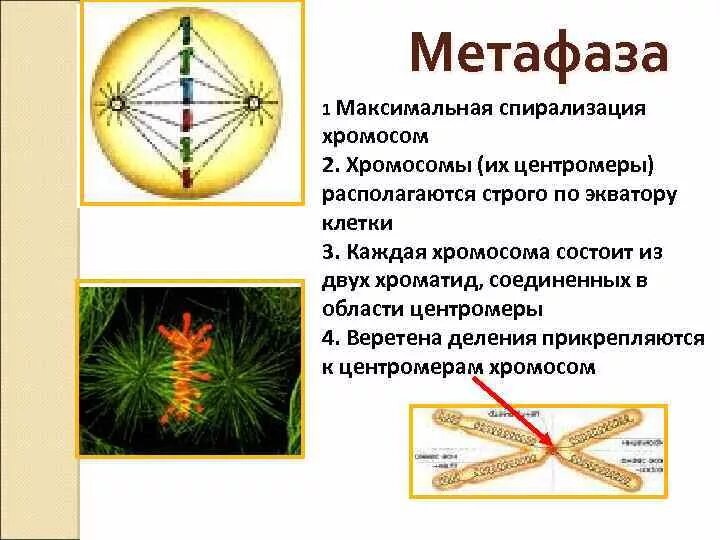 Метафаза 1. Метатеза. Метафаза процессы. Метафаза спирализация хромосом.