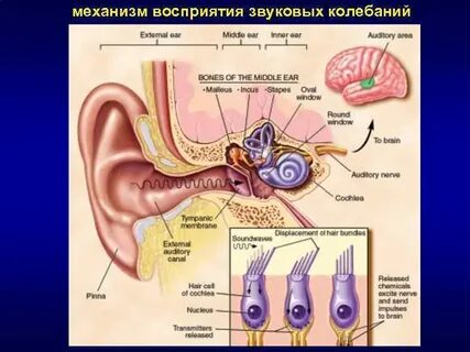 Передача слуховых колебаний