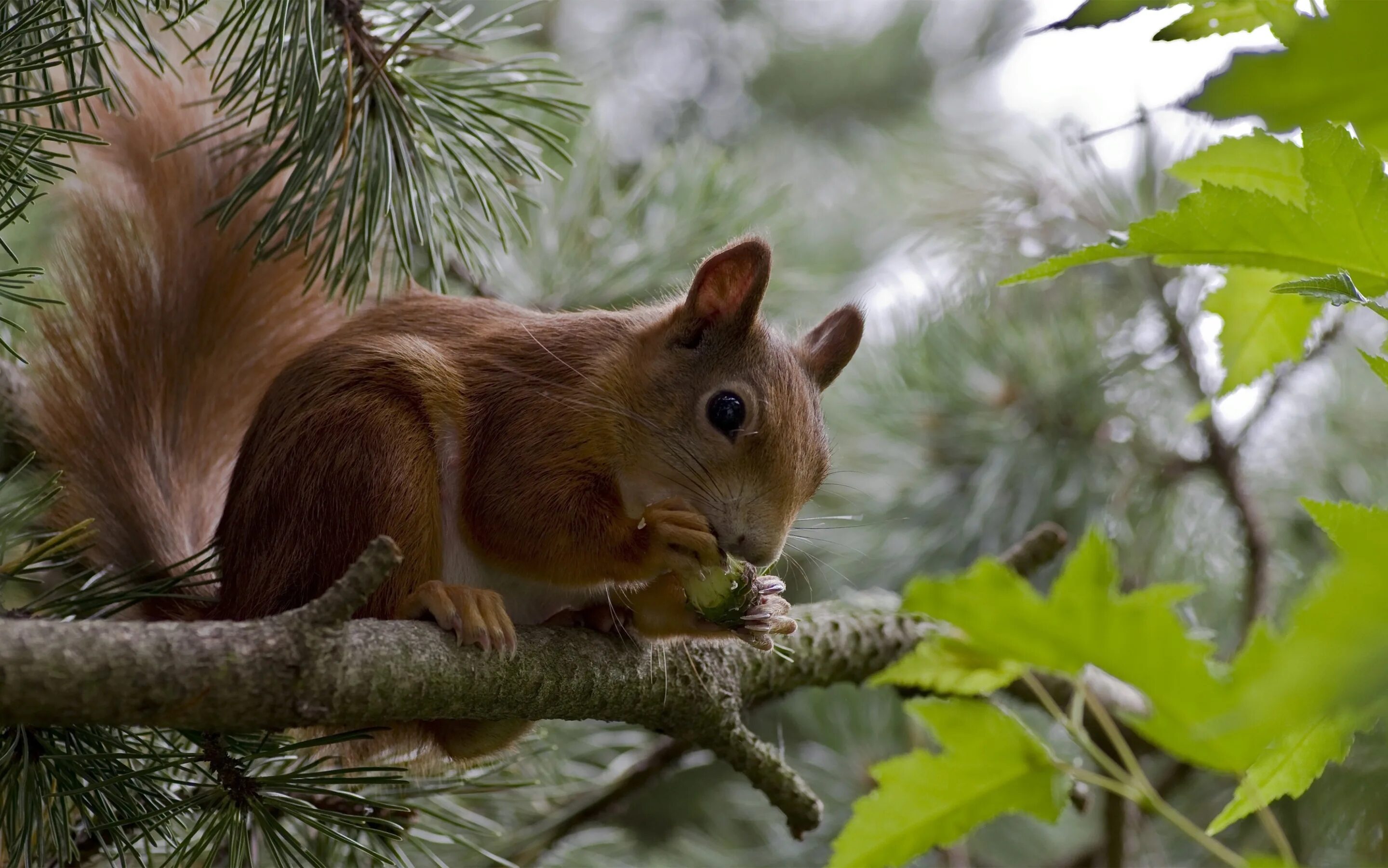 Sciurus vulgaris. Лесные животные. Белки лесные звери. Белка в лесостепи. Дикие животные белка и бельчонок.