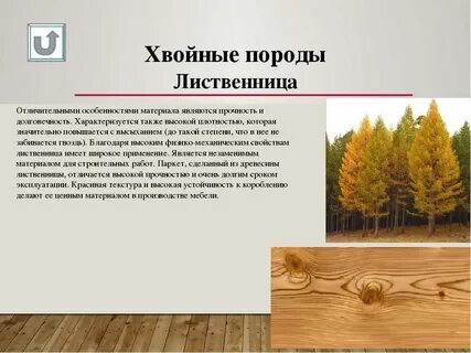 Хвойные породы сосна