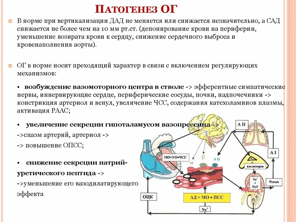 Механизм развития ортостатической гипотензии. Ортостатическая гипотензия патогенез. Ортостатическая гипотензия ганглиоблокатор. Ортостатическая гипертензия патогенез.