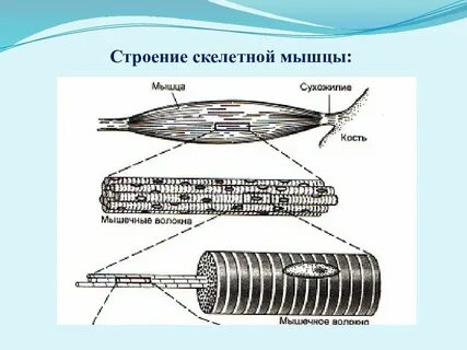 3 строение мышц