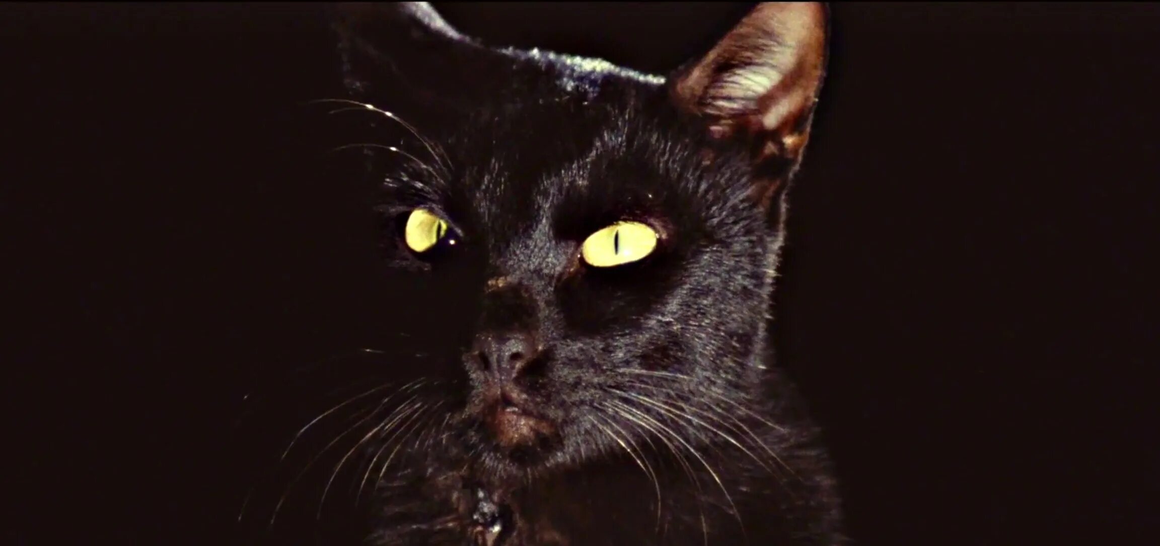 Black Cat 1981. Черный кот Неро. Зловещий кот. Тайны черной кошки