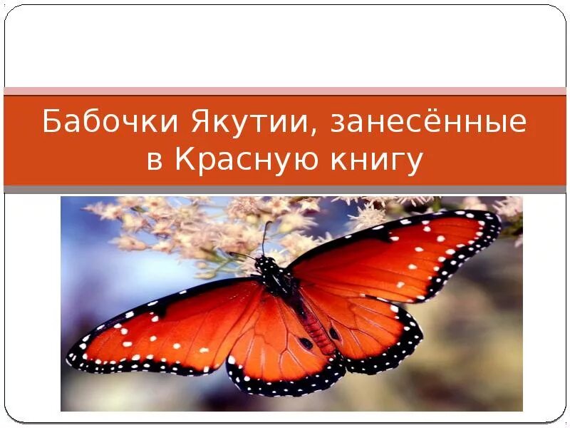 Бабочки россии книга. Бабочки красной книги. Бабочки из красной книги. Бабочки которые занесены в красную книгу. Бабочки красной книги России.