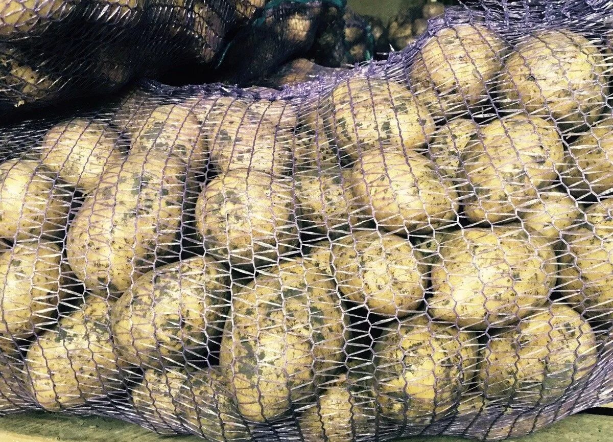 Картофель Гала. Картофель в сетке. Семенной картофель в сетках. Картофель красный, сетка. Купить картофель в воронежской области