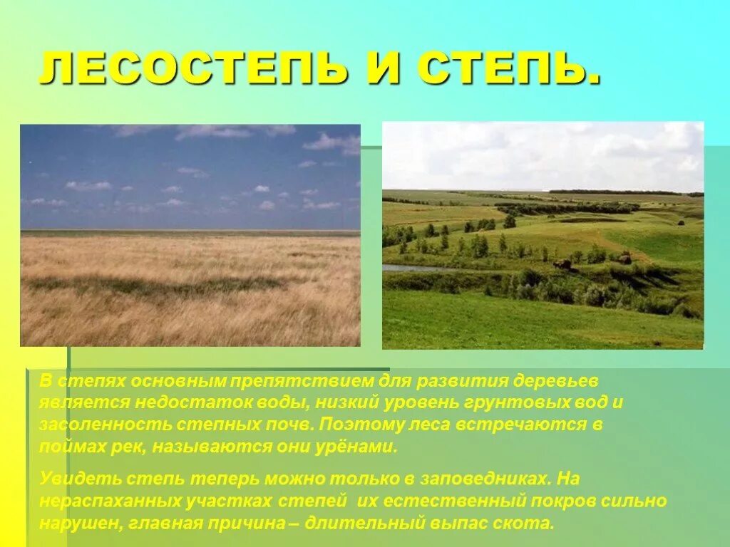 Почва лесостепи и степи в Евразии. Лесостепи и степи климат. Климат степей и лесостепей в России. Почвы лесостепи в России.