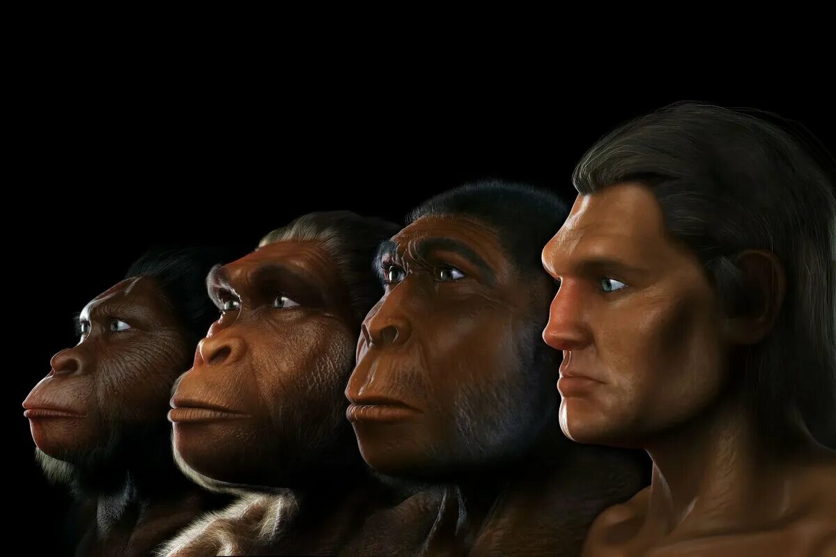 Как менялись древние люди. Австралопитек питекантроп неандерталец. Питекантроп неандерталец сапиенс. Хомо сапиенс и хомо хабилис.