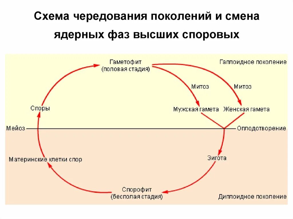 Цикл развития высших растений схема. Жизненный цикл растений чередование поколений. Жизненный цикл чередование поколений у цветковых растений. Фазы жизненного цикла споровых растений. Преобладание гаметофита в жизненном