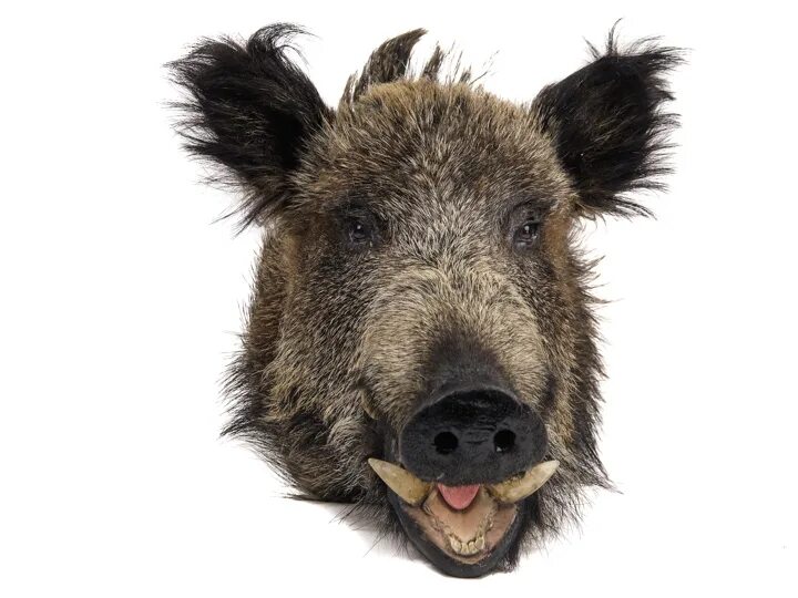 Морда дикого кабана. Разъяренный вепрь секач. Морда кабана. Морда кабана. Кабан логотип.