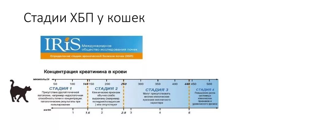 Хбп 4 стадии. Стадии хронической болезни почек классификация кошек. Стадии почечной недостаточности по креатинину у кошек. Хроническая болезнь почек стадии по креатинину у кошек. Стадии отказа почек у кошек.