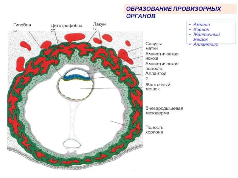желточный мешок амнион аллантоис