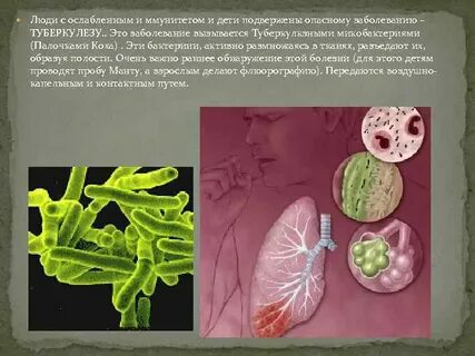 Туберкулез вызывает бактерия