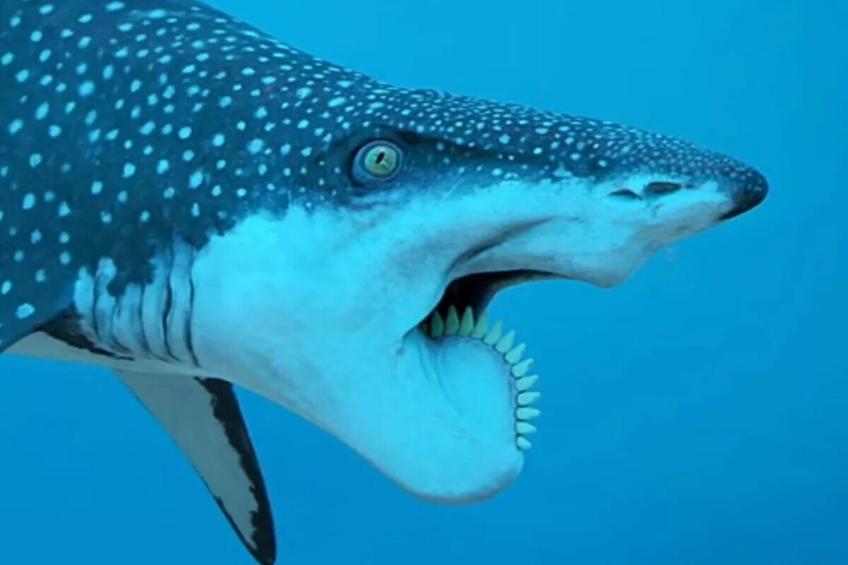 Акула олень. Геликоприон акула. Челюсти акулы геликоприон. Рыба геликоприон. Вымершая акула геликоприон.