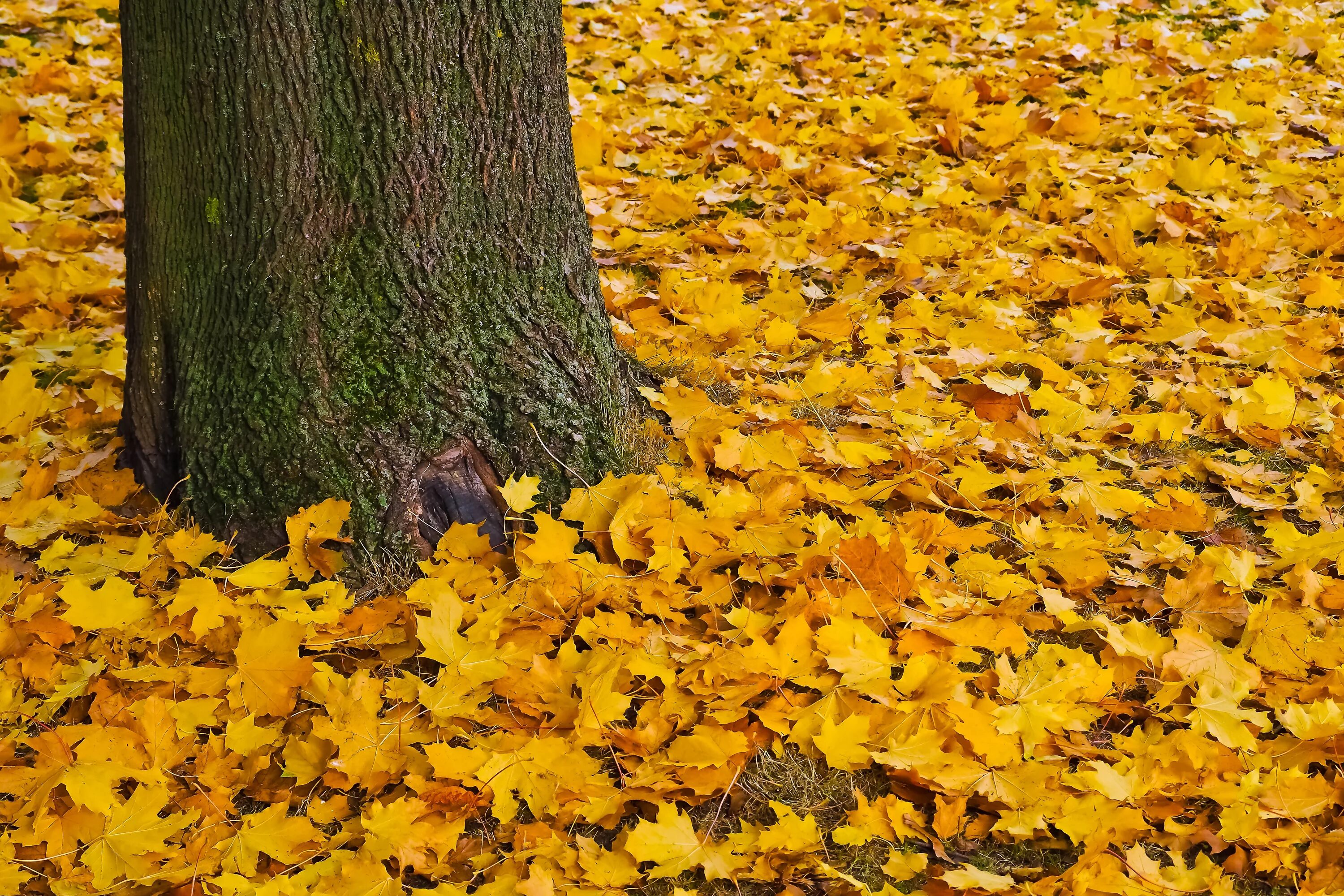 Опадают желтые листья. Желтый лист. Октябрь листья. Жёлтый лист осенний. Ворох желтых листьев