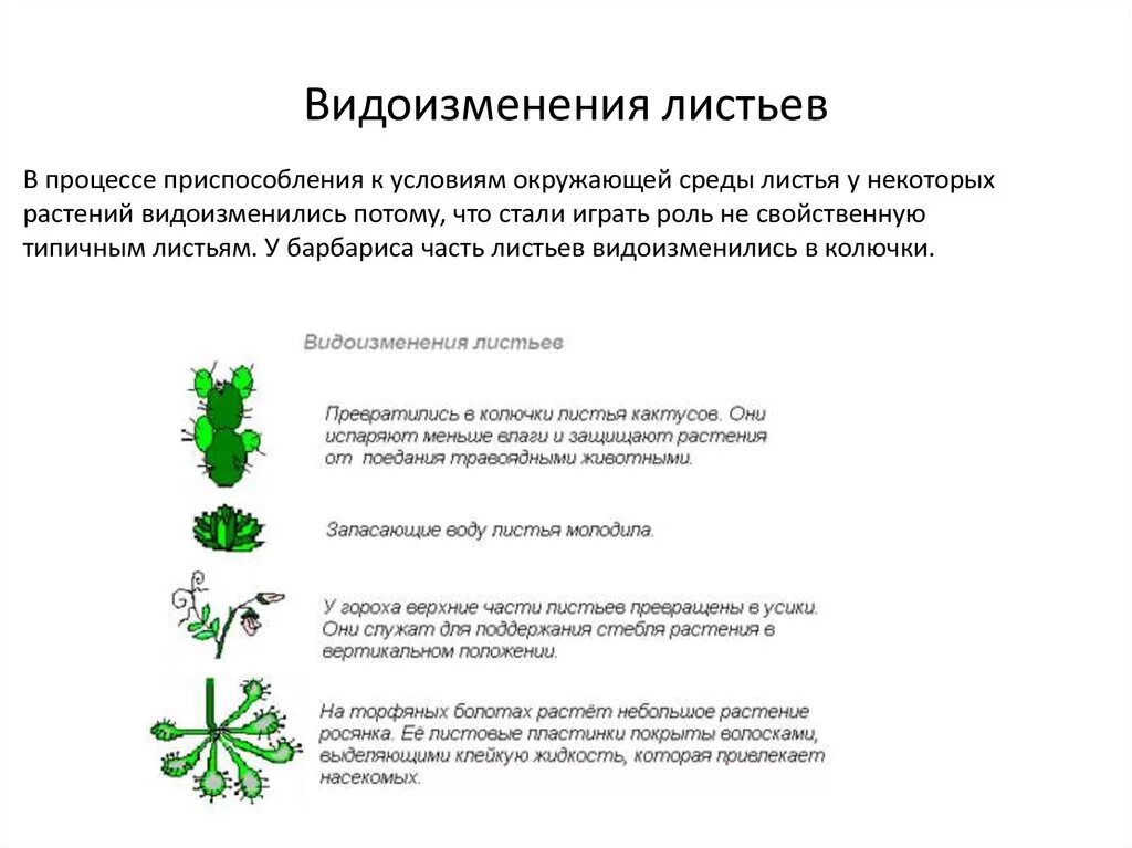 Видоизменения листьев 6 класс биология. Видоизменение листьев 6 кл таблица. Схема видоизменения листьев. Таблица по биологии 6 класс по теме видоизменение листьев.