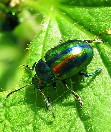 Блестящий жук название. Листоед ясноточный (chrysolina fastuosa). жук листоед ясноточный. зеленый жук юко. колорадский жук зеленый.