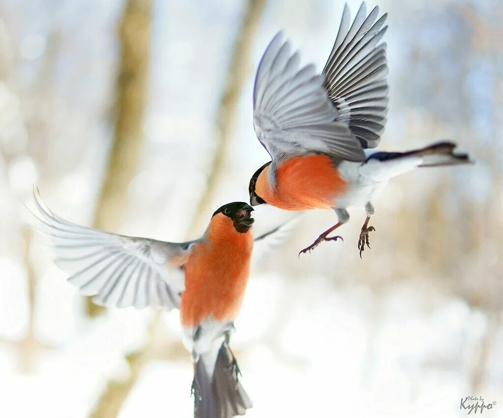 Птицы летающие зимой. Снегирь. Снегирь в полете. Зимние птицы в полете. Снегирь летит.