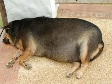 Fat dog