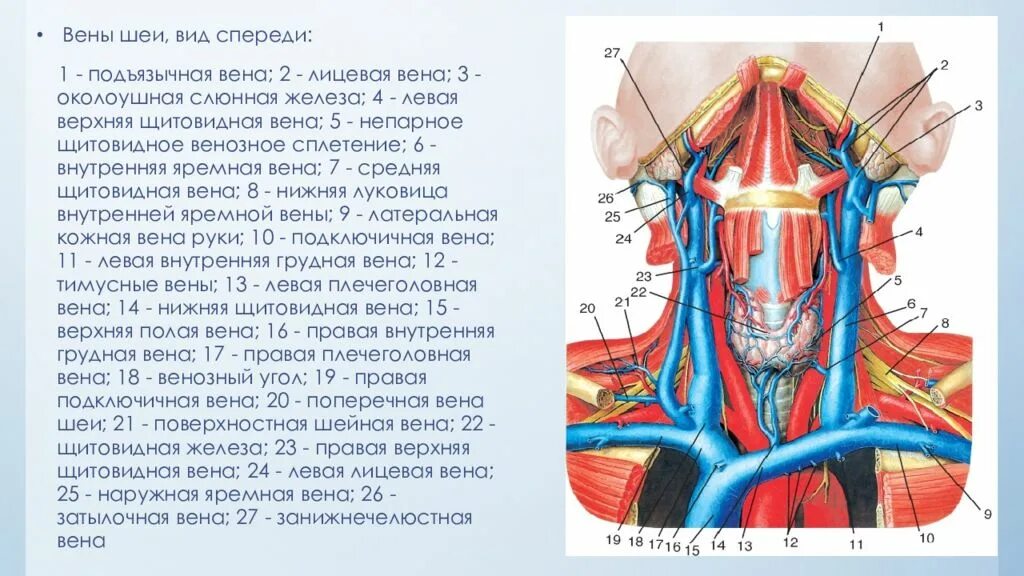 Сонная артерия и яремная Вена. Наружная яремная Вена анатомия топография. Наружная Сонная артерия, яремная Вена. Внутренняя яремная Вена и Сонная артерия. Правая подключичная вена