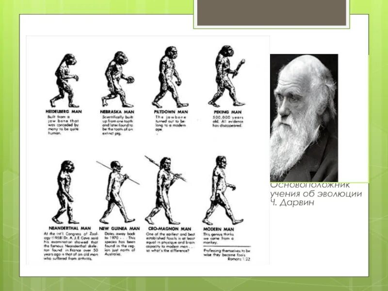 Теория Дарвина схема. Эволюция человека Дарвина. Теория Дарвина о эволюции человека. Схема эволюции по Дарвину.