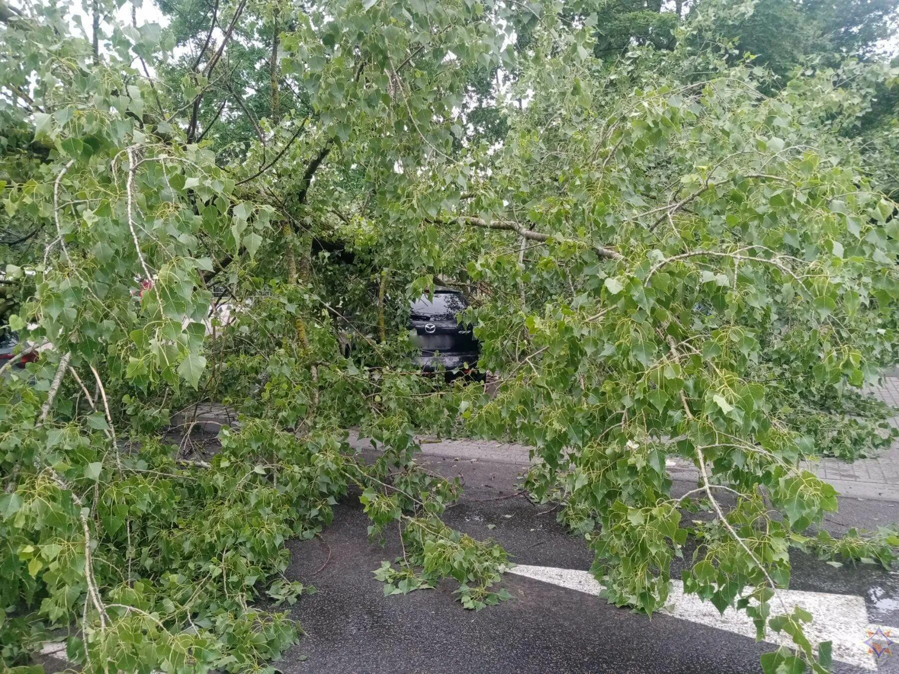 Фокина 12 упало дерево. Купить дерево в могилеве