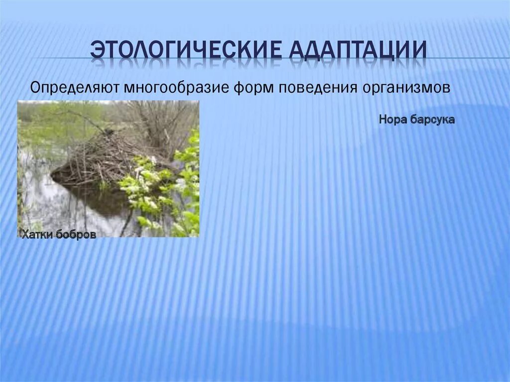 Адаптации организмов этологические. Этологические адаптации у животных и растений. Этологические адаптации примеры растений. Адаптация организмов к условиям окружающей среды.