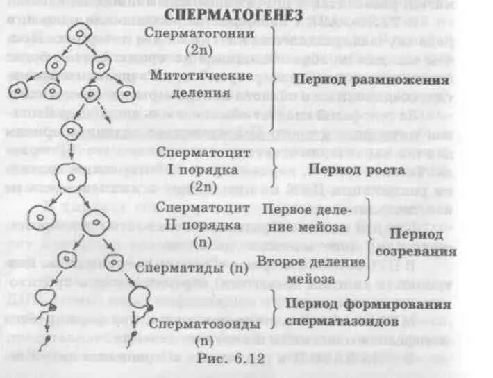 Описание сперматогенеза. Период сперматогенез оогенез таблица. Схема сперматогенеза. Сперматогонии период сперматогенеза. Сперматоциты второго порядка.