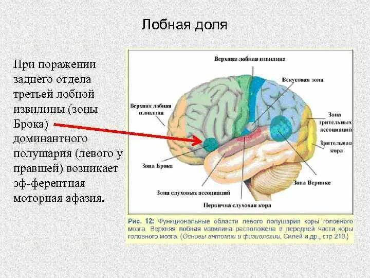 Лобный отдел функция. Заднелобные отделы головного мозга - зона Брока. Строение лобной доли коры головного мозга.