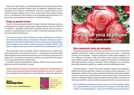 Как ухаживать за розой после
