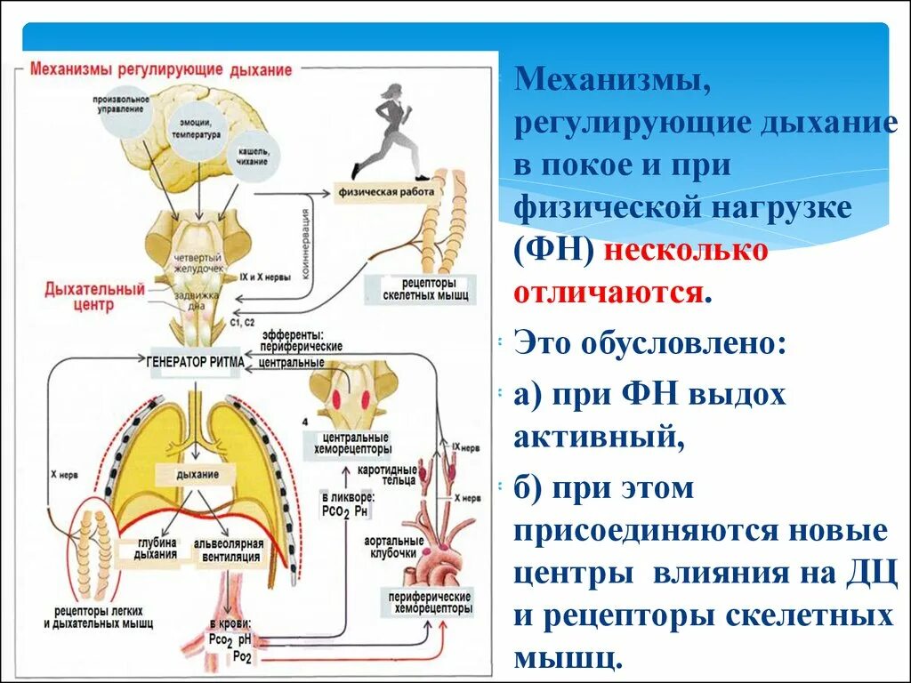 Движение функции дыхания. Регуляция дыхания схема. Регуляция работы дыхательной системы. Механизма дыхательной регуляции. Физиологические механизмы регуляции дыхания.