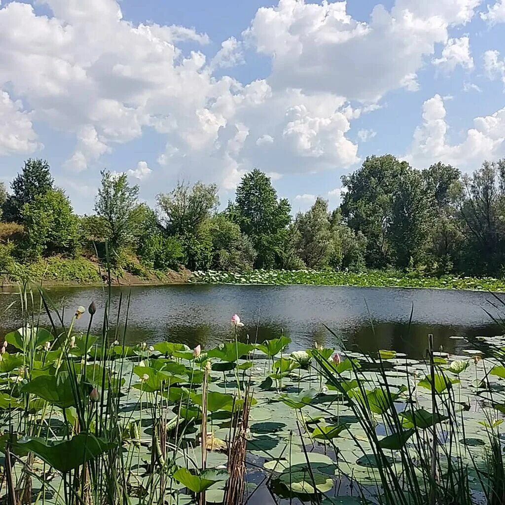 поселок лебяжья поляна волгоград. лебяжья поляна озера среднеахтубинский район. парк скульптур лебяжья поляна волгоград. лебяжья поляна среднеахтубинский район волгоградской области. коттеджный поселок лебяжья поляна волгоград.