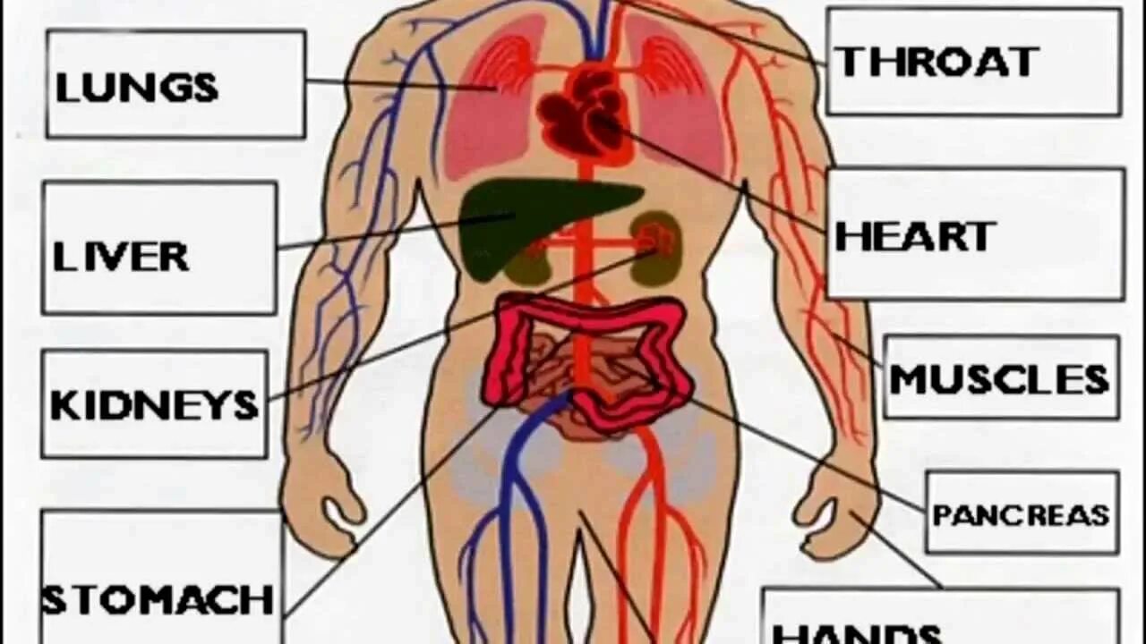 Внутренние органы человека на английском языке с переводом. Части тела человека. Организм человека с названиями органов. Внутренние части тела человека.