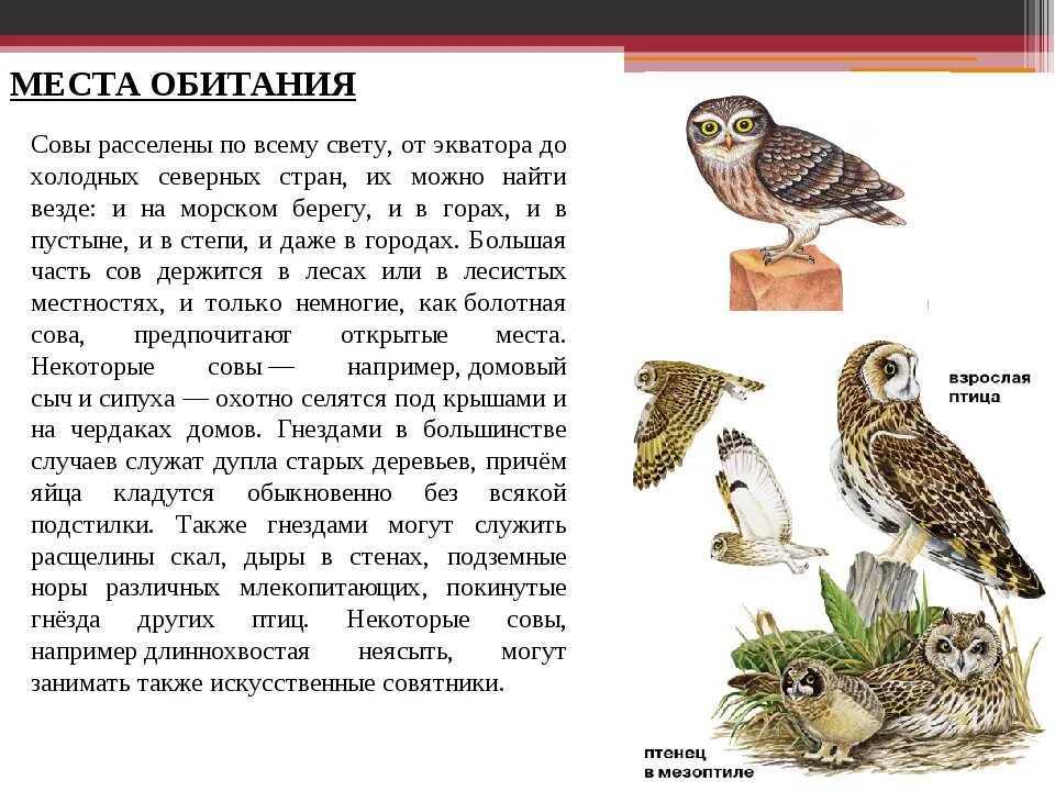 Полярная сова самка. Природные зоны где живут совы. Систематика полярной совы. Полярная сова живет. Где обитает полярная сова.