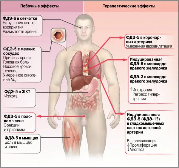 силденафил и алкоголь совместимость. левитра и сиалис сравнение. силденафил-сз таблетки 100мг. ингибиторы фосфодиэстеразы 5 типа препараты. сравнение побочных эффектов ингибиторов фосфодиэстеразы.