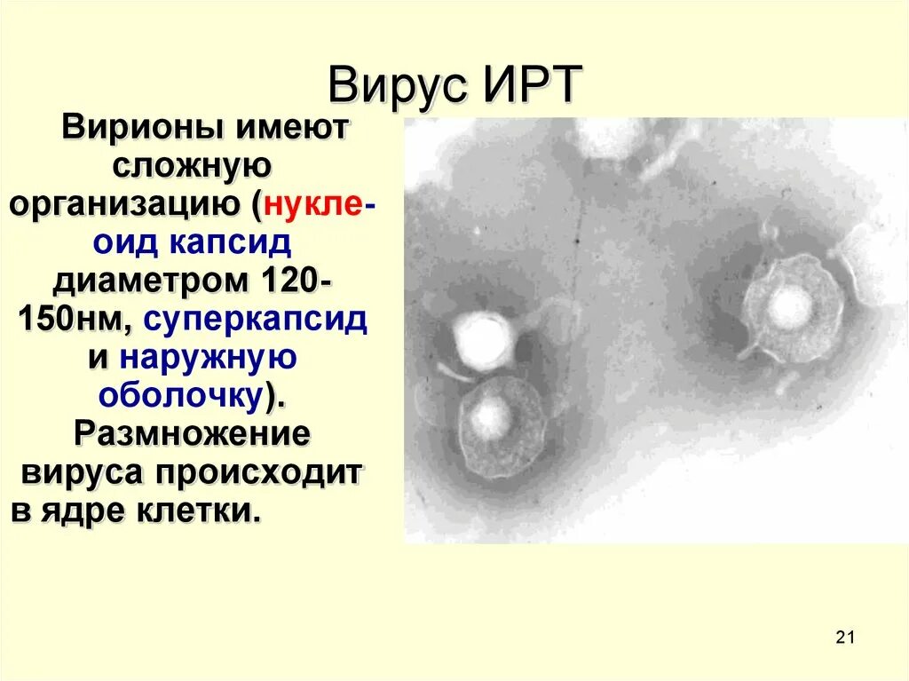 Инфекционный ринотрахеит скота. Инфекционного ринотрахеита КРС. Вирус инфекционного ринотрахеита. Вирус инфекционного ринотрахеита крупного рогатого скота.