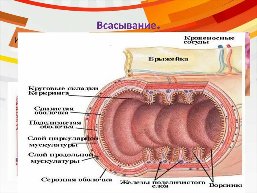 Тонкий кишечник и печень. Строение стенки толстой кишки анатомия. Строение стенки Толстого кишечника анатомия. Функции Толстого кишечника тонкого кишечника всасывание. Строение и функции тонкого и Толстого кишечника всасывание.