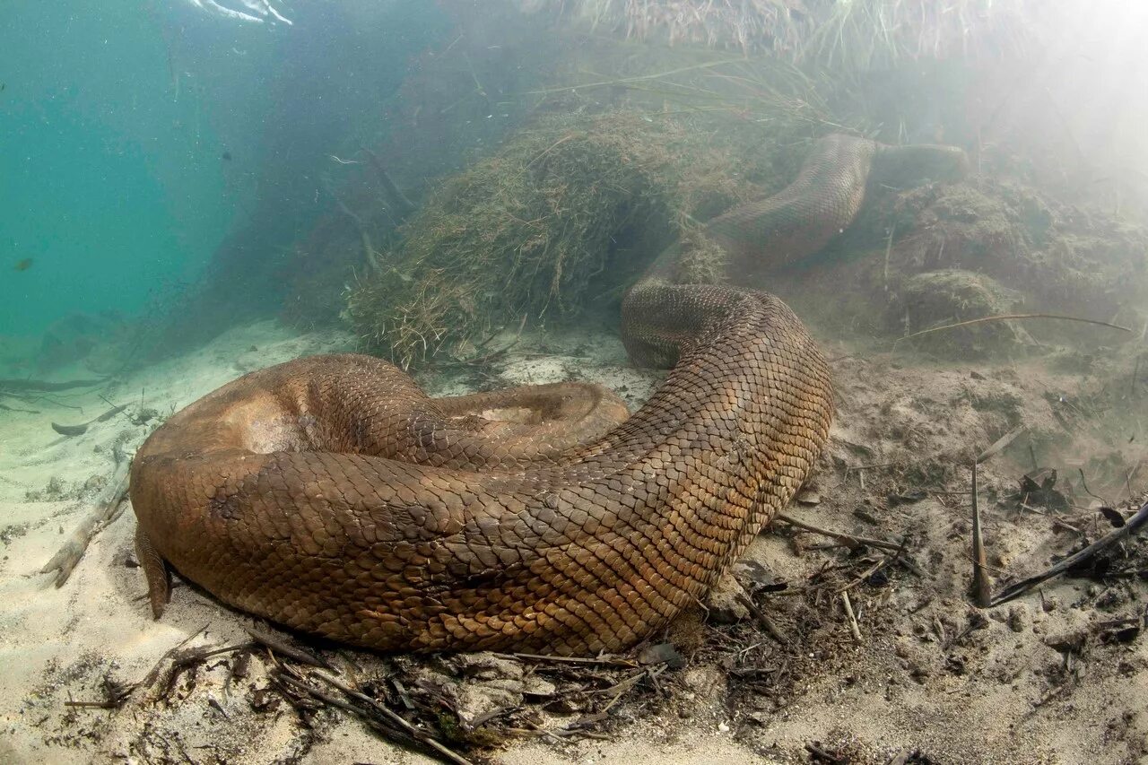 Река Амазонка змея Анаконда. Гигантская зеленая Анаконда. Водяной удав Анаконда. Анаконда большая змея в мире.