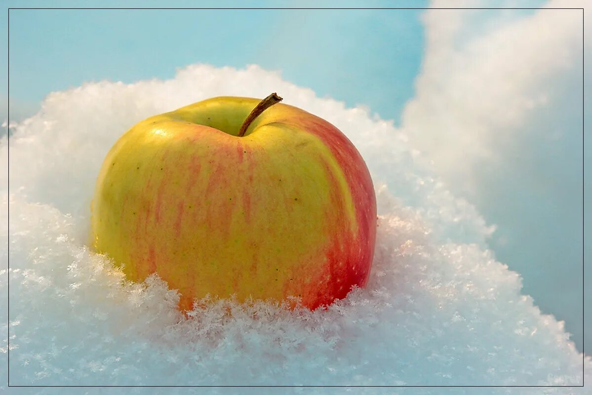 яблочный спас. доброго дня яблоки. открытки с днем яблока благодарностью. яблоко на ладони. спасибо за яблоки.