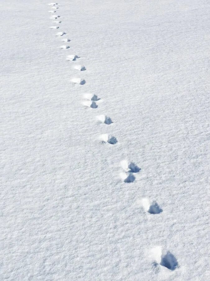 Кошачьи следы на снегу. Следы кота на снегу. Цепочка следов на снегу. Кошачьи следы зимой.