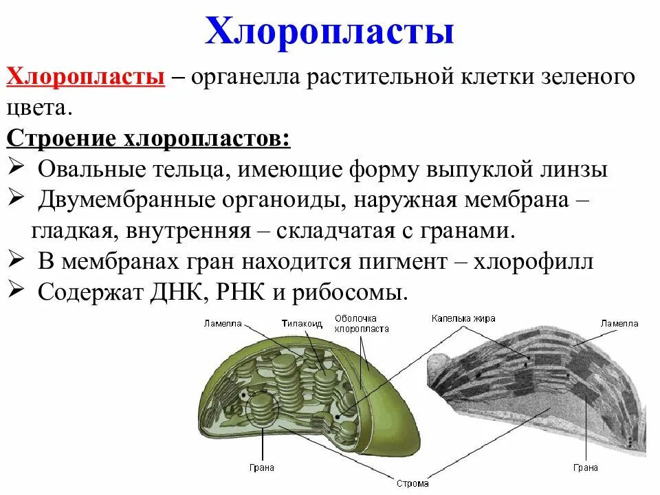 Тельца зеленого цвета в растительных клетках