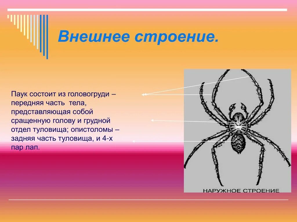 У паукообразных две пары усиков. Головогрудь у паукообразных. Части тела паука. Симметрия паукообразных. Загадка про паука.